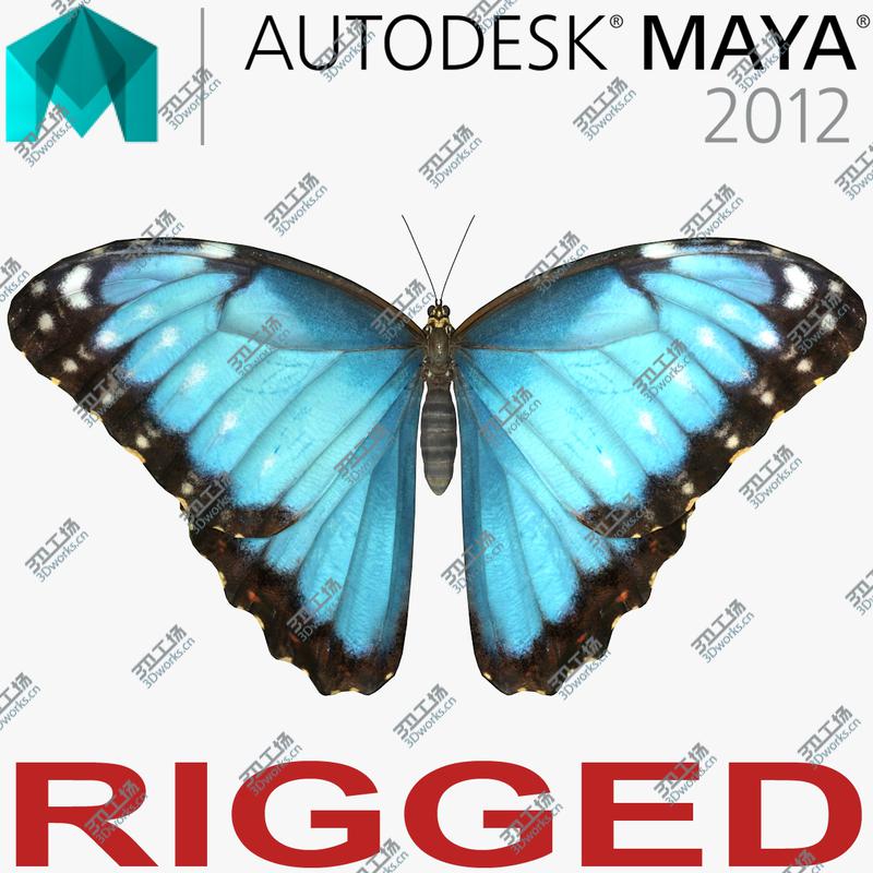 images/goods_img/20210113/Morpho Peleides Butterfly Rigged for Maya 3D model/1.jpg